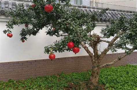 家门口种什么植物好|富不富，门前树！庭院养树有讲究，首选这七种，寓意好，好处。